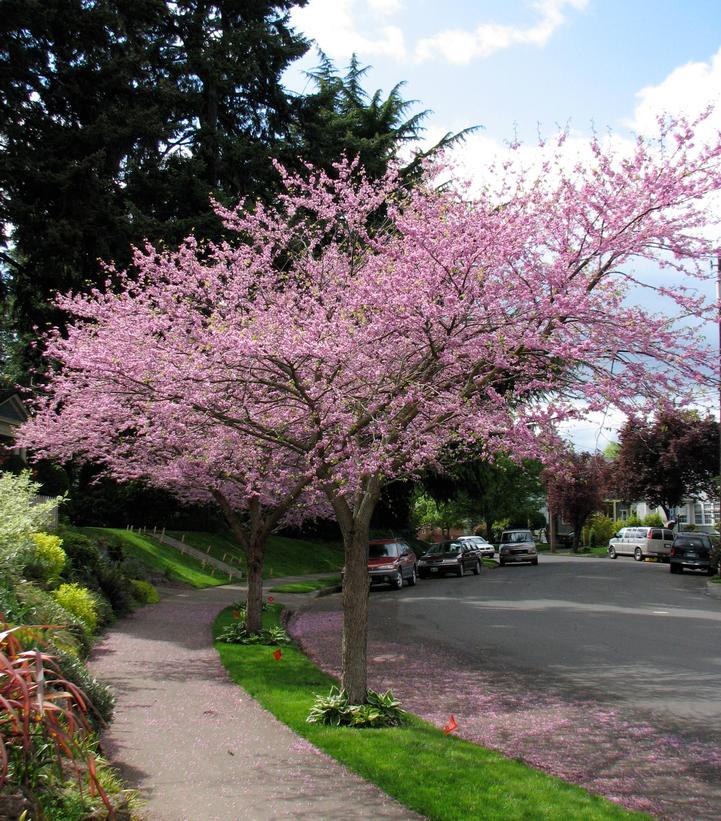 Cercis canadensis 