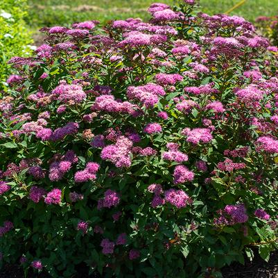 Spiraea Empire® Ice Dragon™