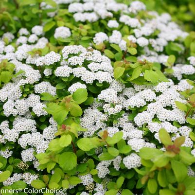 Spiraea betufolia Glow Girl®