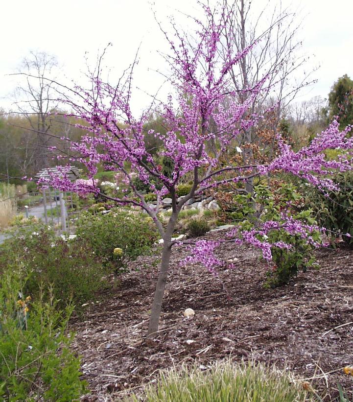 Cercis canadensis 'Forest Pansy'