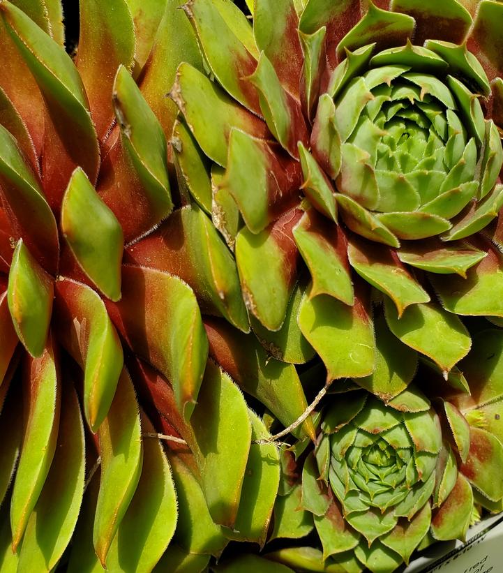 Sempervivum 'Ruby Heart'