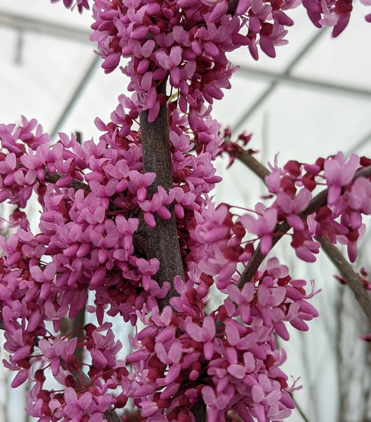 Cercis canadensis Pink Heartbreaker