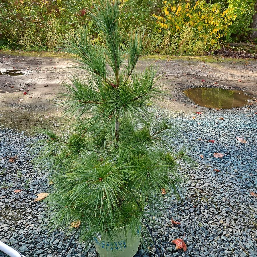 Pinus strobus 