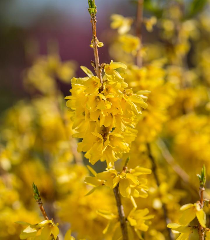 Forsythia Spring Fling™