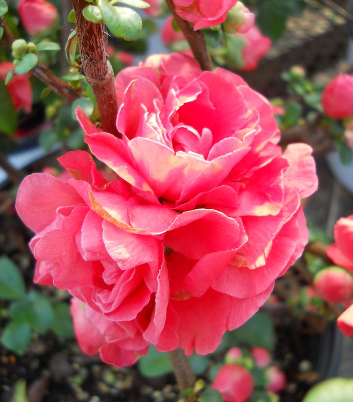 Chaenomeles speciosa Double Take® Pink