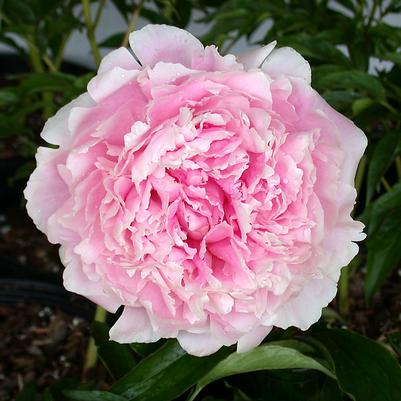 Paeonia Sarah Bernhardt