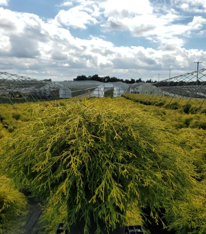 Chamaecyparis pisifera 'Filifera Aurea'