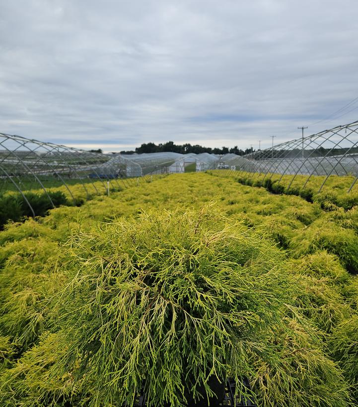 Chamaecyparis pisifera 'Filifera Aurea'