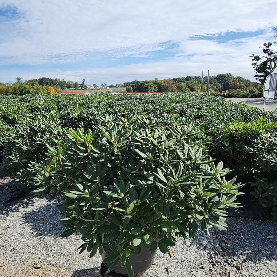 Rhododendron cat. Boursault