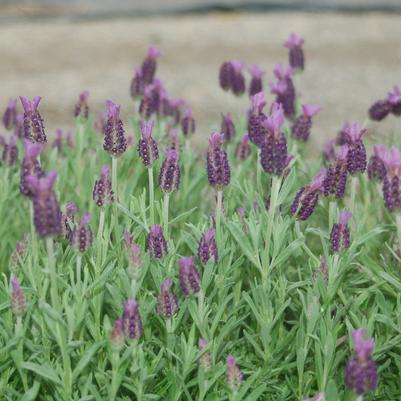 Lavandula stoechas 'Anouk'