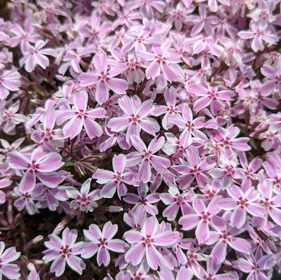 Phlox subulata 'Candy Stripe'