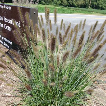 Pennisetum alopecuroides Cayenne™