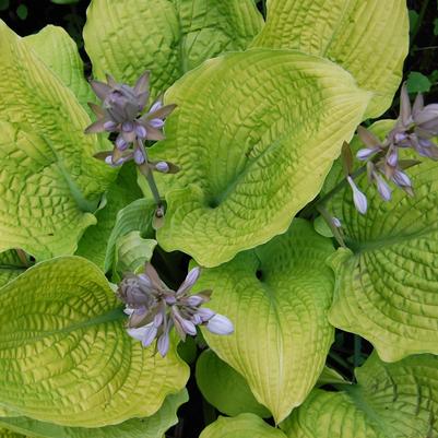 Hosta hybrid Shadowland® Shadowland® Coast to Coast