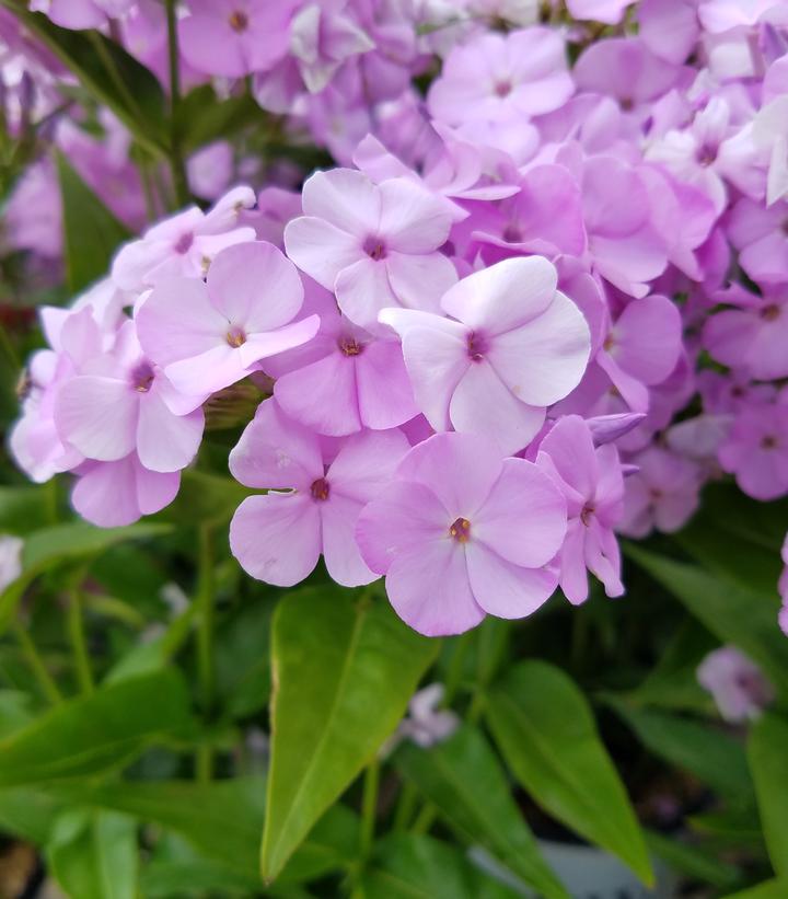 Phlox hybrid Opening Act Blush