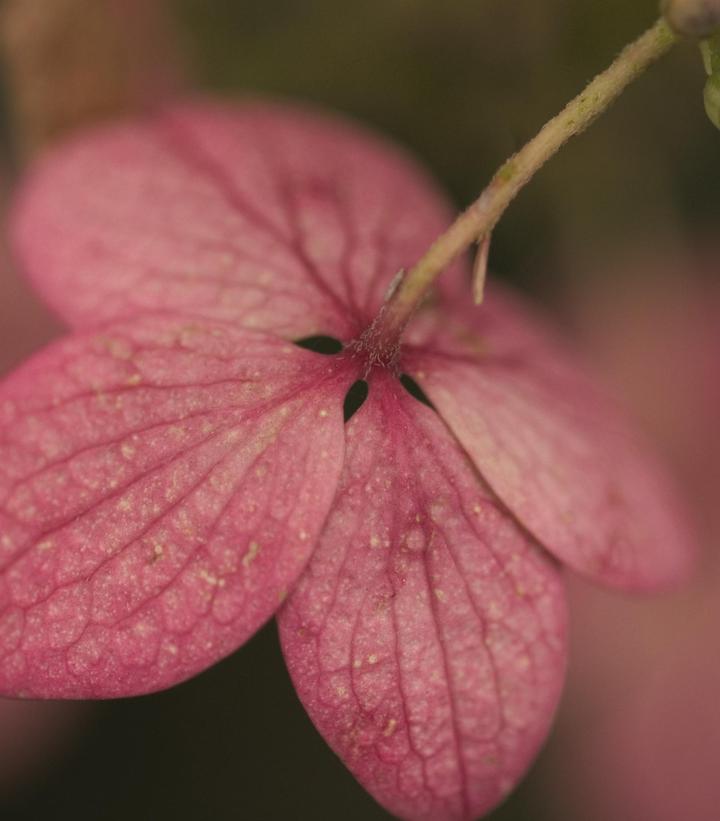 Hydrangea pan. Pink Diamond