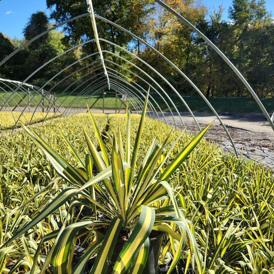 Yucca filamentosa Color Guard