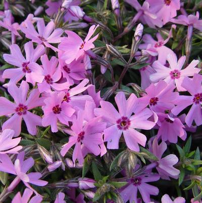 Phlox subulata 'Fort Hill'