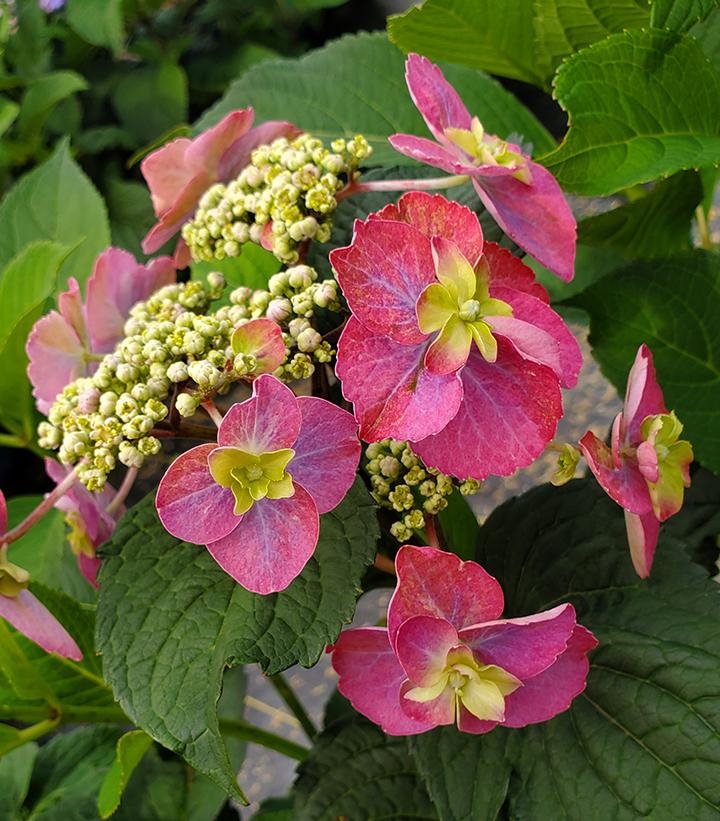 Hydrangea serrata Tuff Stuff™ Red