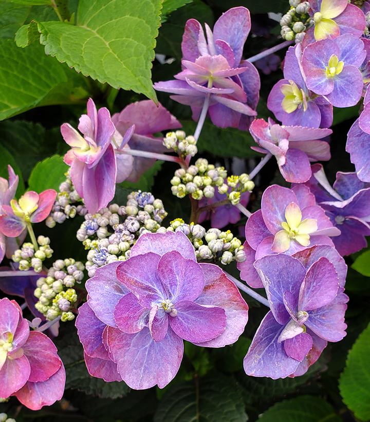 Hydrangea serrata Tuff Stuff™ Red