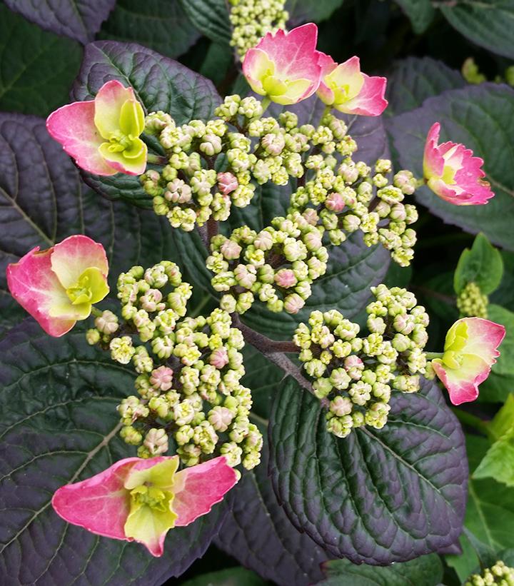 Hydrangea serrata Tuff Stuff™ Red