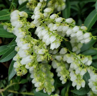 Pieris japonica 'Purity'