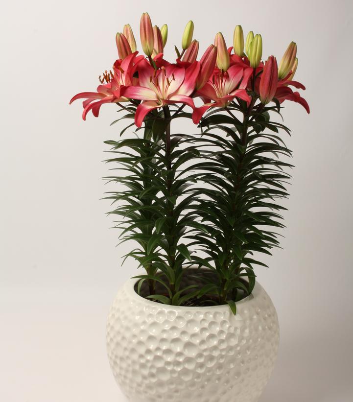 Lilium Tiny Diamond