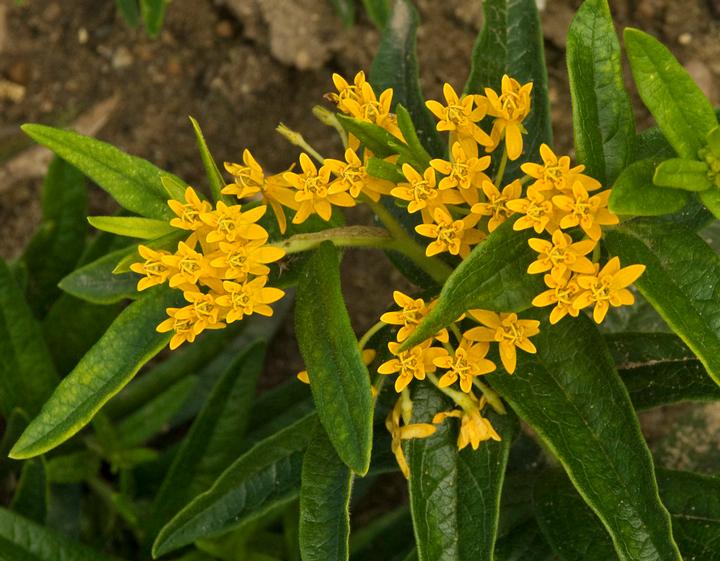 Asclepias tuberosa Hello Yellow