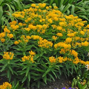 Asclepias tuberosa Hello Yellow