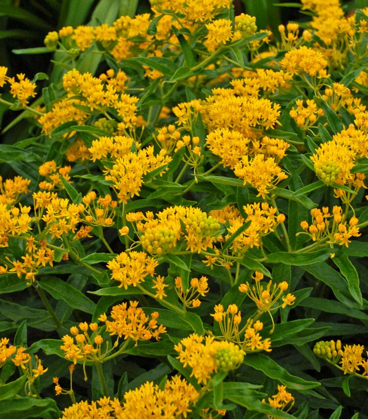 Asclepias tuberosa Hello Yellow