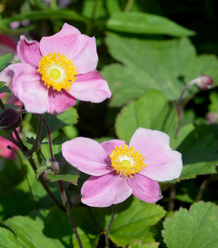 Anemone x hybrida 'Lucky Charm'