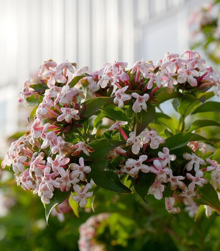 Abelia mosanensis Sweet Emotion®