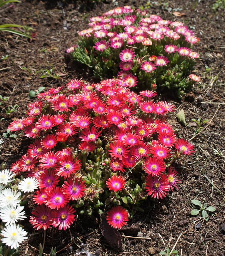 Delosperma cooperi Jewel of the Desert® Garnet