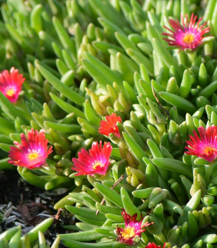 Delosperma cooperi Jewel of the Desert® Garnet