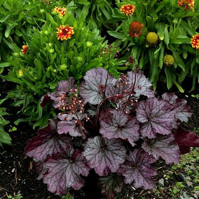 Heuchera Northern Exposure™ Purple