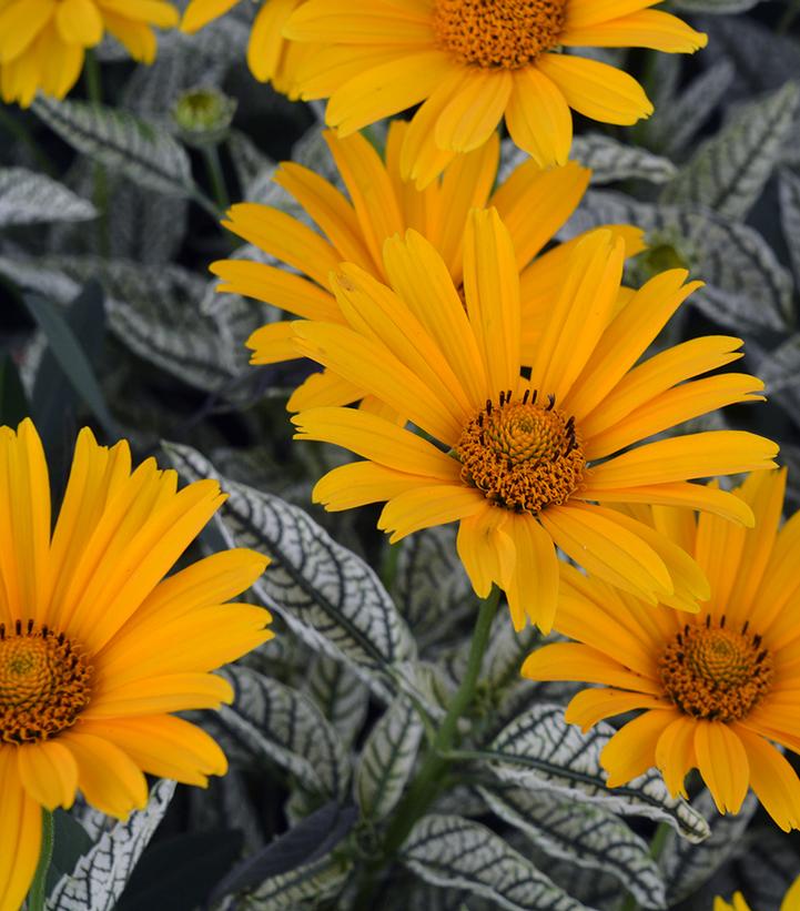 Heliopsis h. Sunstruck