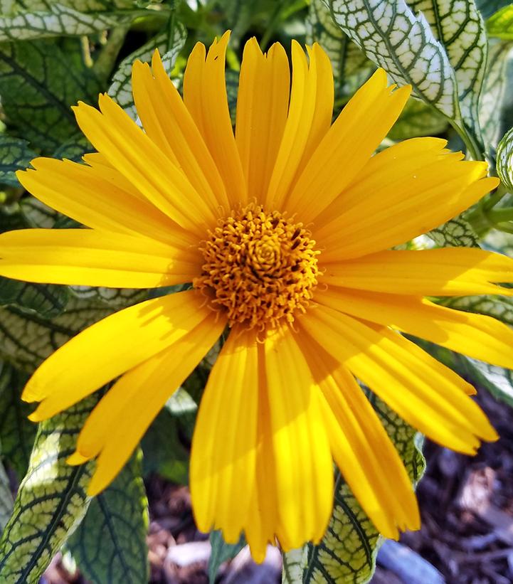 Heliopsis h. Sunstruck