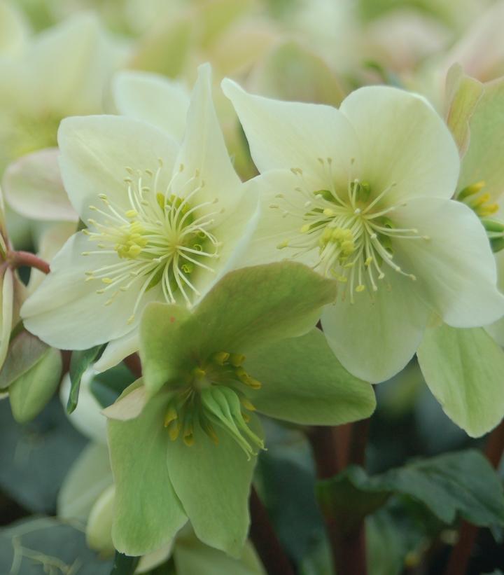 Helleborus x ericsmithii HGC® Champion