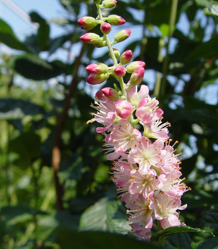 Clethra alnifolia 'Ruby Spice'