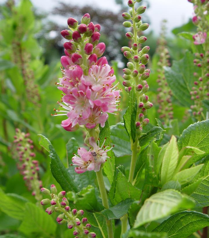 Clethra alnifolia 'Ruby Spice'