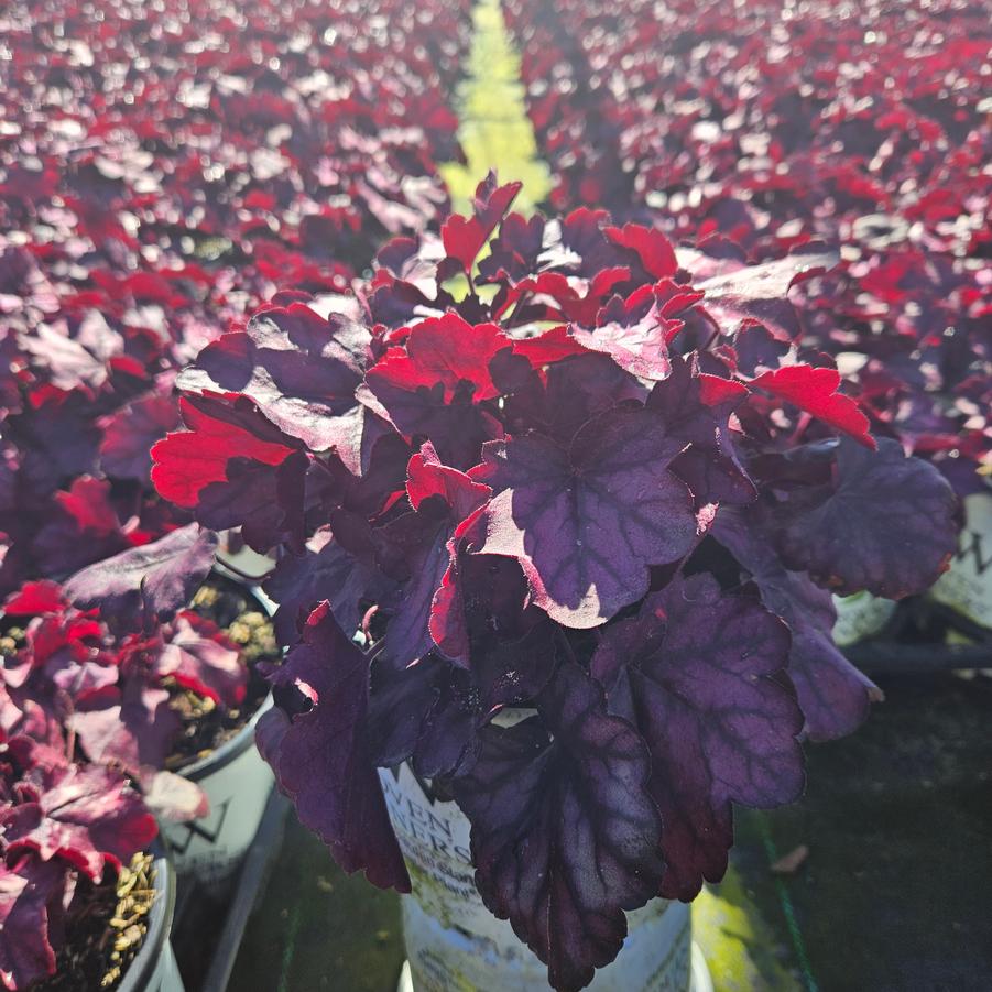 Heuchera Primo™ 'Wild Rose'