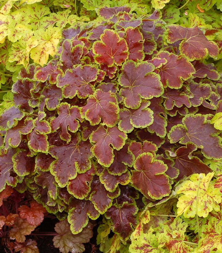 Heucherella 'Solar Eclipse'