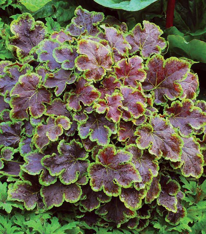 Heucherella 'Solar Eclipse'