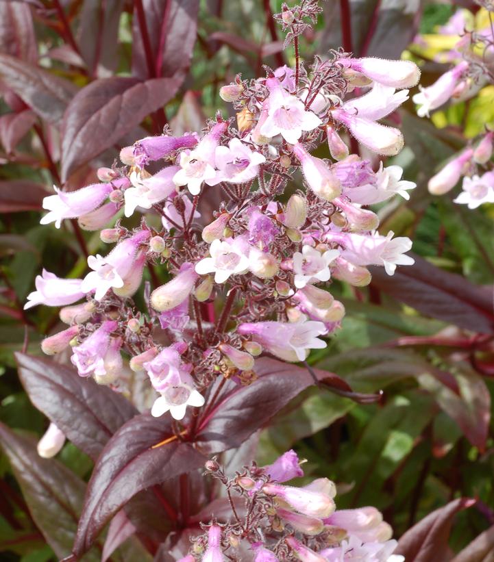 Penstemon x Dark Towers