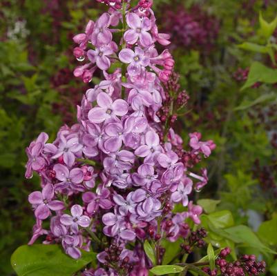 Syringa X hyacinthiflora 'Pocahontas'