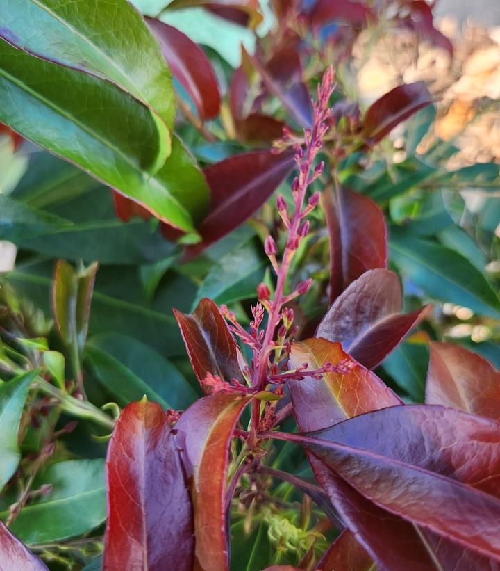 Pieris jap. 'Katsura'