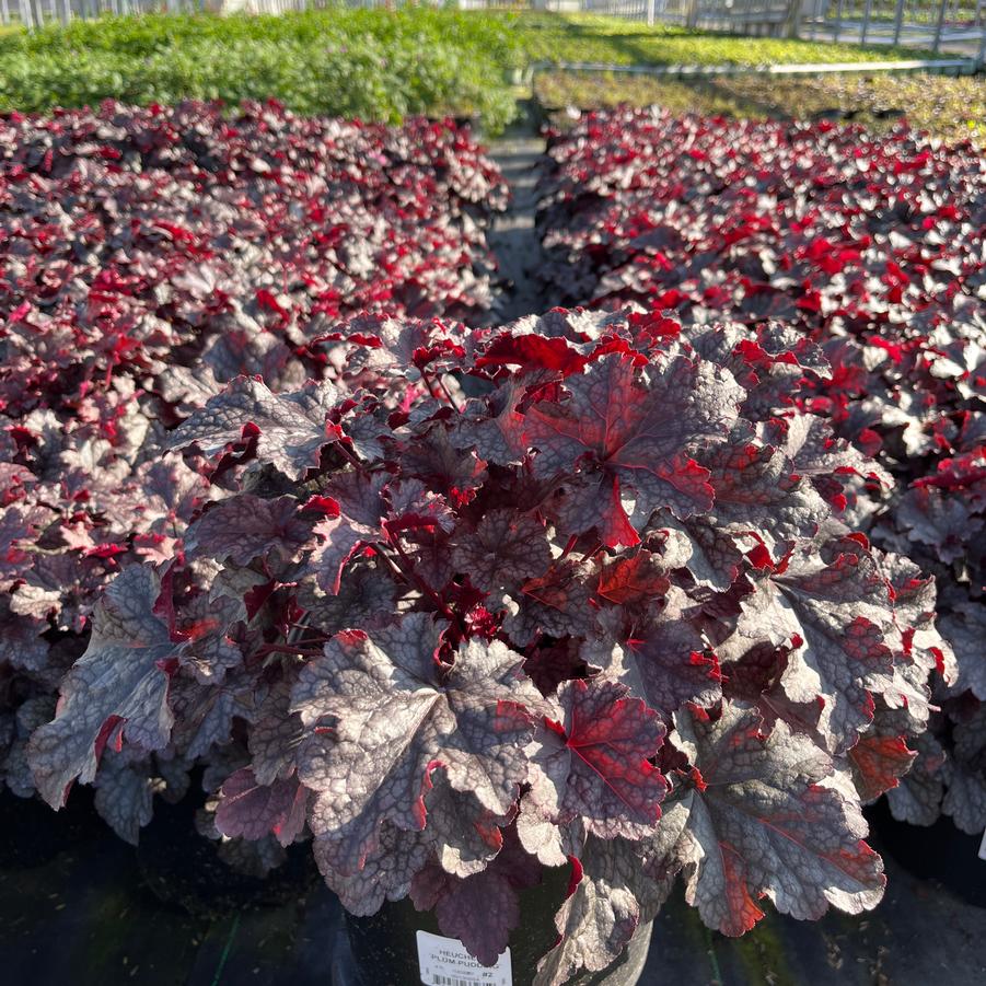 Heuchera 'Plum Pudding'