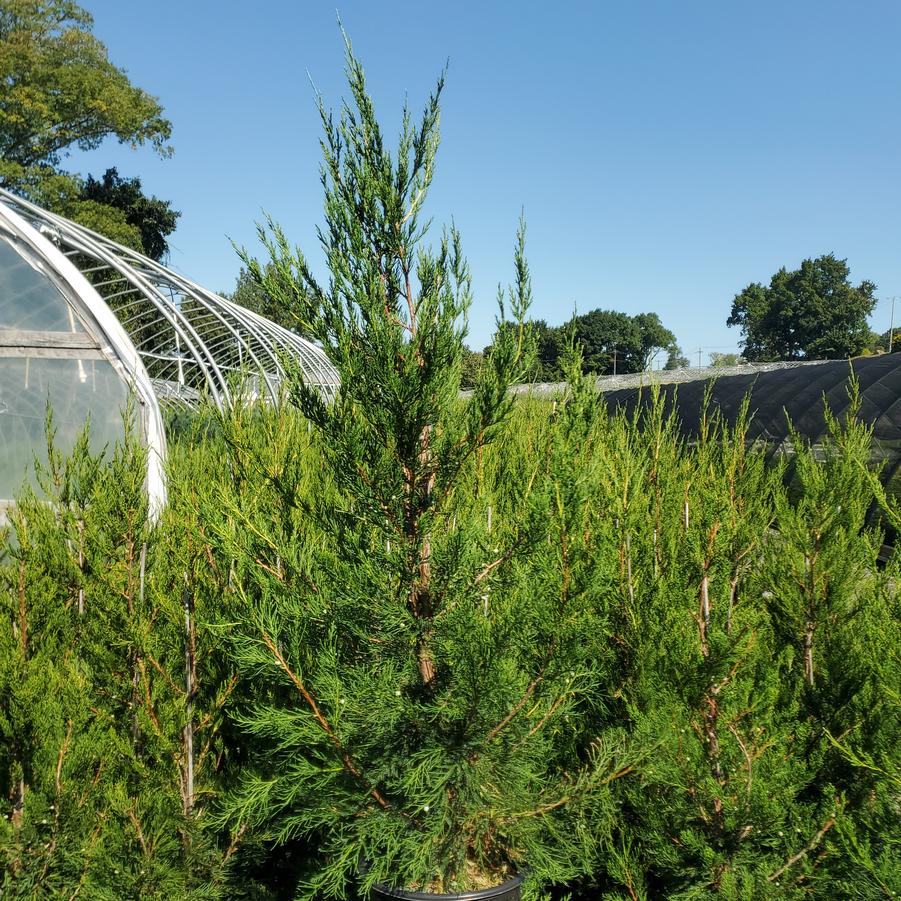 Juniperus c. Hetzii columnaris