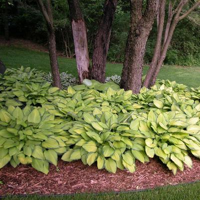 Hosta 'Gold Standard'