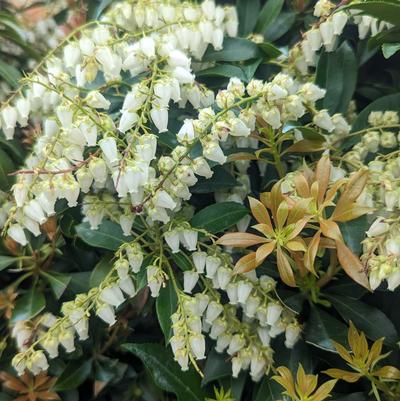 Pieris jap. Compacta