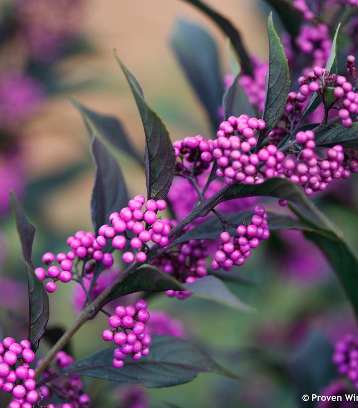 Callicarpa x Pearl Glam®